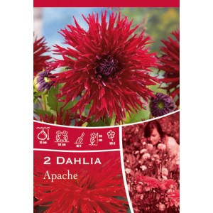 Dalia Apache Red: Dalia cactus con fiori rosso vivo, ideale per aiuole e vasi.