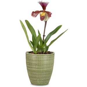 Scheurich vaso per piante Menta, Ø 13cm, con orchidea nel vaso abbinato.