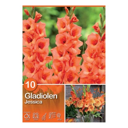Gladiolus "Jessica"