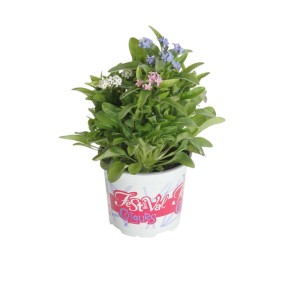 t.b.t. pianta fiorita in vaso con fiori colorati.