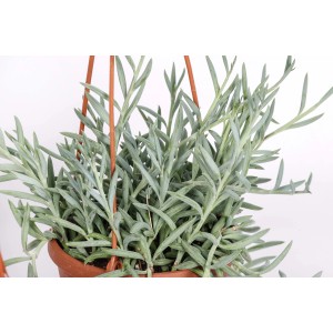 Pianta grassa pensile grigio-blu in vaso, Categoria: Piante grasse.