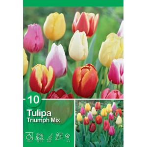 Mix di tulipani Triumph multicolore come bulbi da fiore per aiuole e bordure.