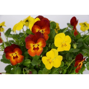 Viole del pensiero gialle e rosse "Flame" in vaso da 12 cm come colorata piantumazione primaverile.