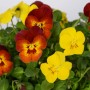 Viole del pensiero gialle e rosse "Flame" in vaso da 12 cm come colorata piantumazione primaverile.
