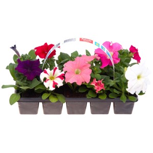 Mix colorato di petunie in vassoio di semina, vari colori.