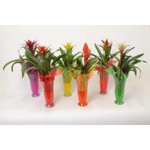 Bromelie di vari colori in vasi con pietre decorative colorate.