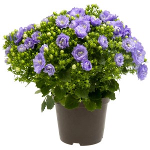 Campanula Blue Like Mee blu a fiori doppi in vaso, ideale per interni ed esterni.