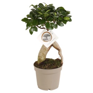 Ficus Ginseng in vaso, pianta d'appartamento con radice distintiva.