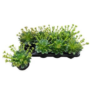 Diverse piante verdi t.b.t. in un vassoio di propagazione nero.