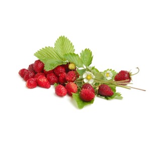 Fragoline di bosco fresche con foglie e fiori, categoria: Pianta di fragola.