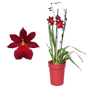 Orchidea t.b.t. rosso scuro in vaso, primo piano di un fiore.
