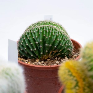 Cactus verde in vaso con spine sottili.
