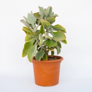 Kalanchoe t.b.t. verde in vaso marrone, pianta da interno.