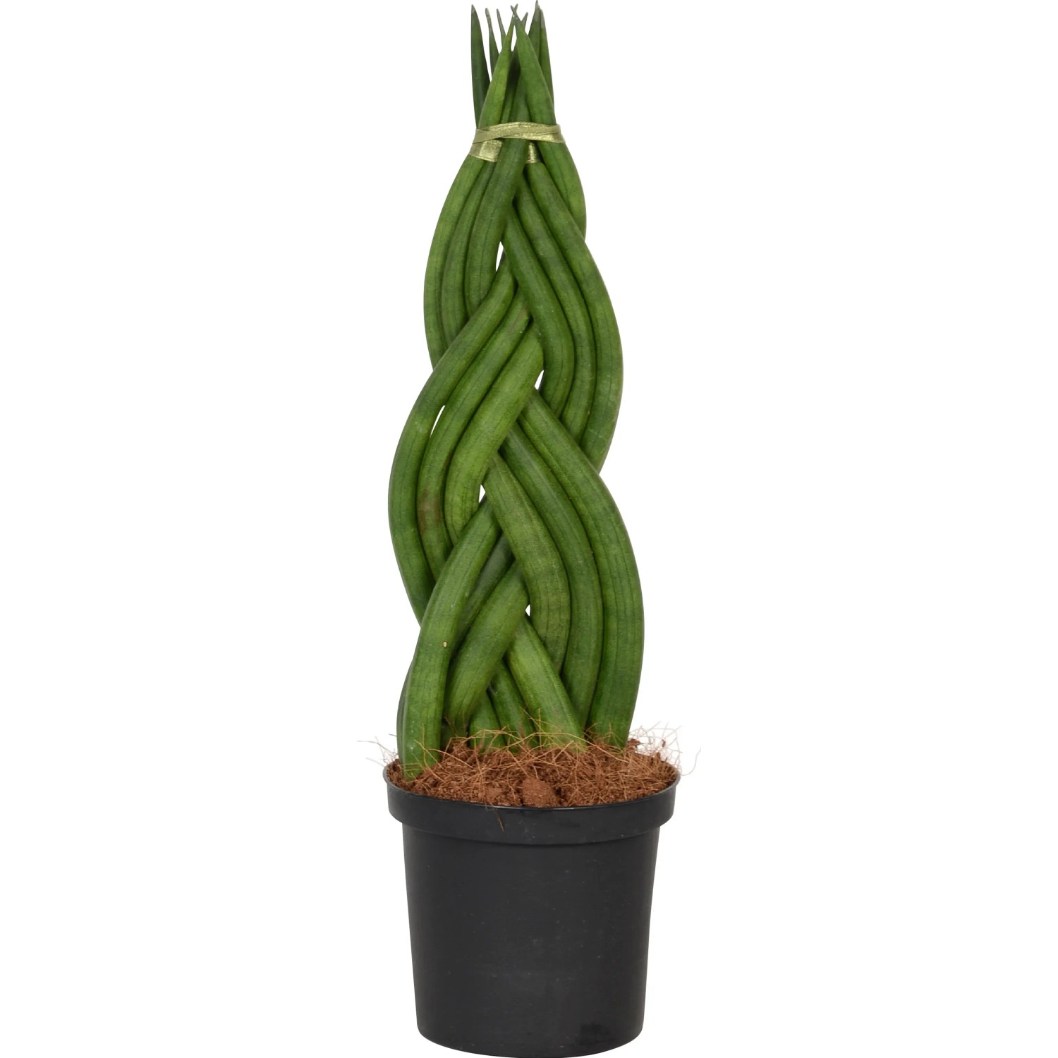 Sansevieria cylindrica in vaso, aspetto intrecciato, una pianta verde decorativa per la tua casa.