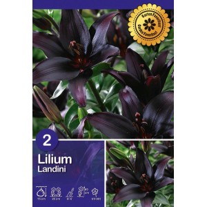 Gigli Landini rosso scuro come fiori da bulbo per il giardino estivo.