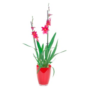 Orchidea Cambria Nelly Isler con fiori rossi in vaso di vetro.