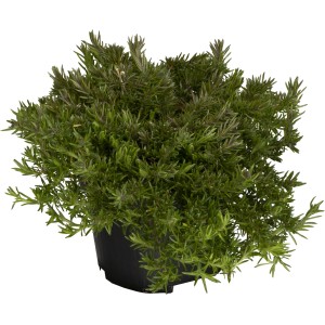 Phlox strisciante da giardino in vaso con foglie verdi.