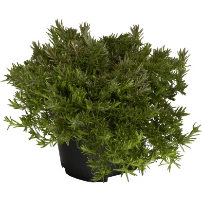 Phlox subulata H 20 cm x vaso Ø 13 cm