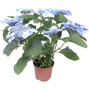 Ortensia a foglia larga 'Hydrangea macrophylla' in vaso, fiori blu.