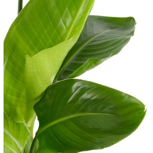 Strelitzia verde (Strelitzia Nicolai) con grandi foglie in vaso, alta circa 70-80 cm.