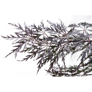 Ramo di Acero 't.b.t.' con foglie scure e delicate.