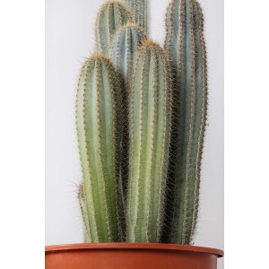 Cactus colonnare in vaso, cactus verdi con spine. Pianta d'appartamento decorativa.