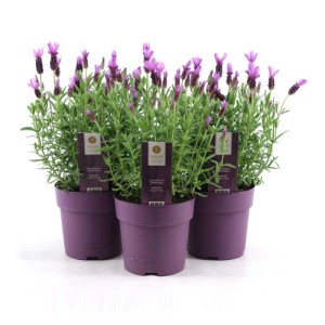 Tre piante di lavanda (t.b.t.) in vasi viola.