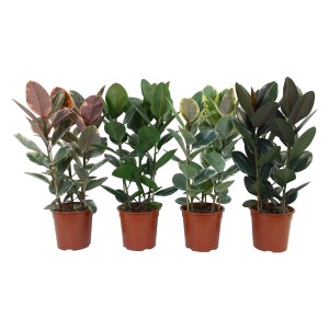 Ficus elastica (Gummibaum) a 3 fusti, altezza 80-90 cm, in vari colori di foglie.