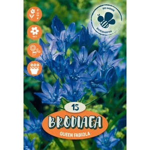 Bulbo di Brodiaea Queen Fabiola con fiori blu, ideale per l'estate.