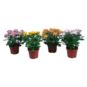 Crisantemo Duo in vari colori in vaso, ideale per decorazioni autunnali.
