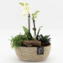 t.b.t. Composizione di piante con orchidea e succulente in vaso.