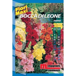Confezione di semi Bocca di Leone per fiori colorati.