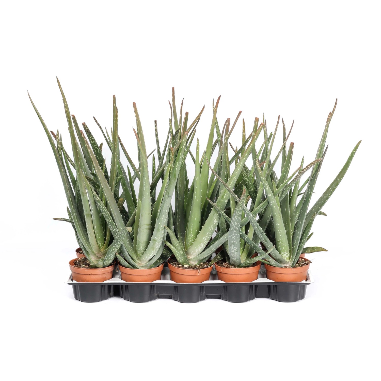 spiral aloe plant for sale ALOE POLYPHYLLA SPIRAL ALOE – Honeysuckle Garden main image 0