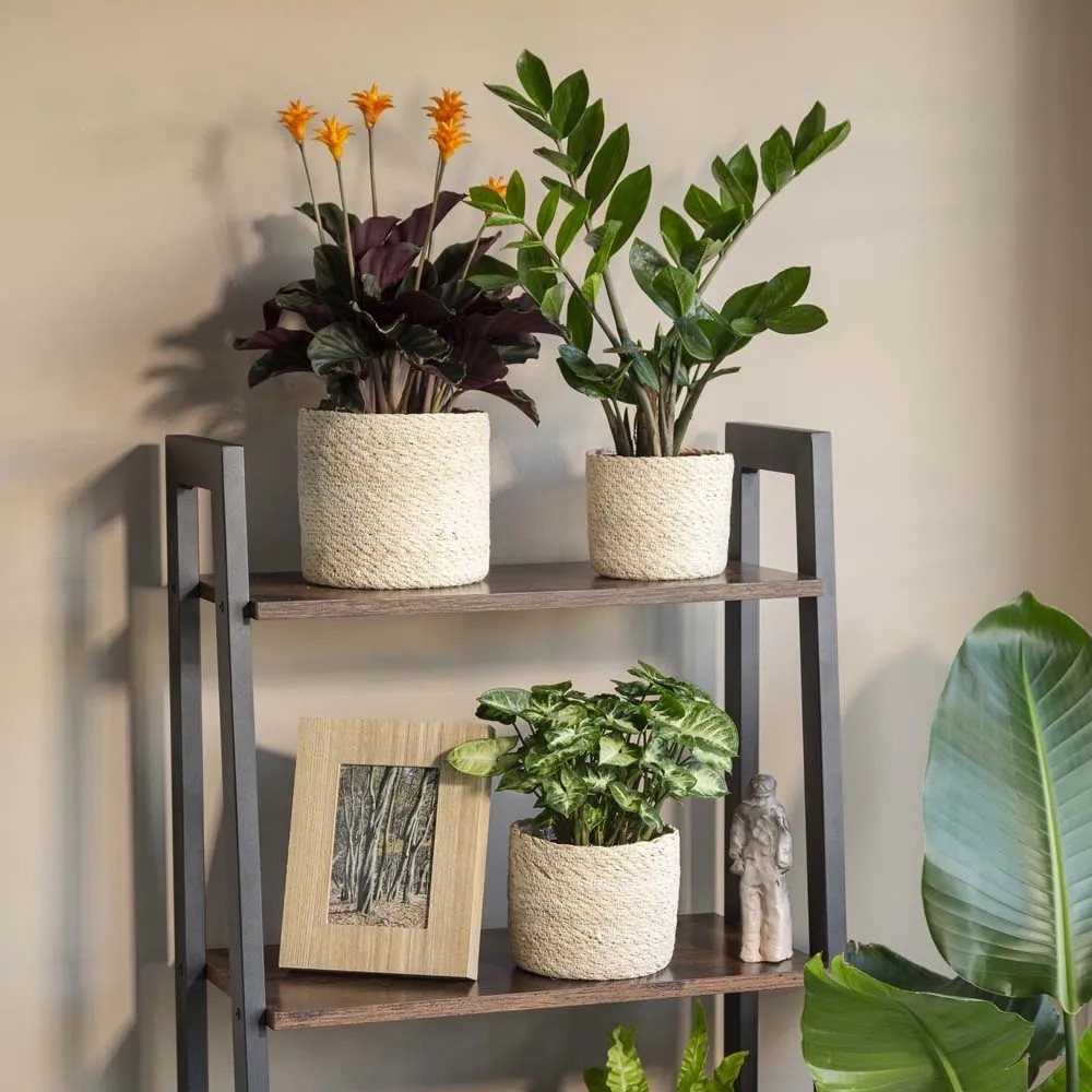 Cesto In Vimini - Cesti Per Piante - Foto 14