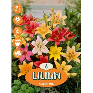 Mix di Lilium asiatici: fiori di giglio colorati in giallo, rosso e rosa.