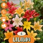 Mix di Lilium asiatici: fiori di giglio colorati in giallo, rosso e rosa.