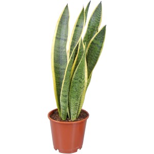 Sansevieria trifasciata in vaso, foglie verdi con bordo giallo.