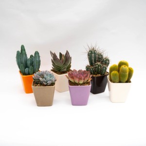 Diverse piante grasse e cactus in vasi colorati.