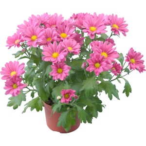 Crisantemi rosa in vaso. Fiore autunnale decorativo per giardino e balcone.