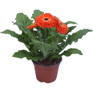 Gerbera arancione in vaso (Ø 12cm) di GROW by OBI. Pianta da interno fiorita con foglie verdi.