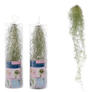 Tillandsia Usneoides pianta pensile in contenitore e foglie sciolte grigio-verdi.