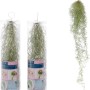 Tillandsia Usneoides pianta pensile in contenitore e foglie sciolte grigio-verdi.