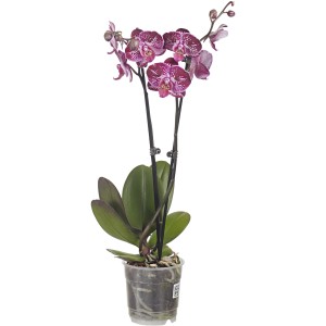 Orchidea in fiore con fiori rosa-viola in vaso trasparente.