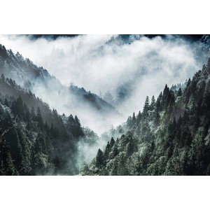 Quadri: Paesaggio montano nebbioso con fitte foreste di conifere.