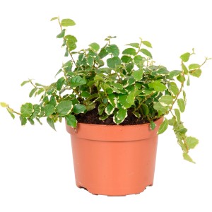 Fico rampicante 'Sunny' in vaso, Ficus pumila con foglie verdi e bianche, diametro vaso circa 10 cm.