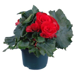 Begonia Elatior rossa GROW by OBI in vaso (circa 13 cm Ø).