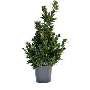 Lauroceraso 'Caucasica' sempreverde in vaso con foglie fitte e lucide.