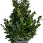 Lauroceraso 'Caucasica' sempreverde in vaso con foglie fitte e lucide.