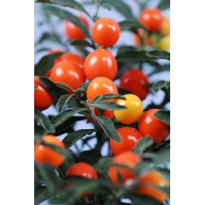 Cespuglio di corallo con frutti arancioni in vaso (circa 12 cm Ø).