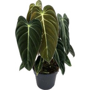 Pianta d'appartamento t.b.t. in vaso con grandi foglie verde scuro.